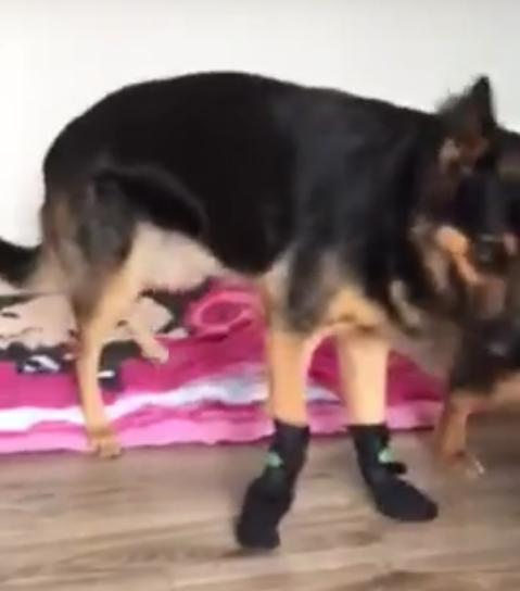 Click Here To See How This German Shepherd Feels About Her New Boots!