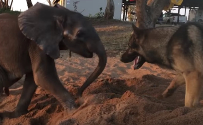 German Shepherd Helps Baby Elephant Heal From The Emotional Wounds of Abandonment!
