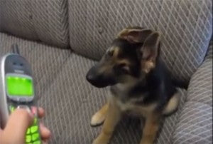 The Most Adorable German Shepherd Compilation You Will Ever See!