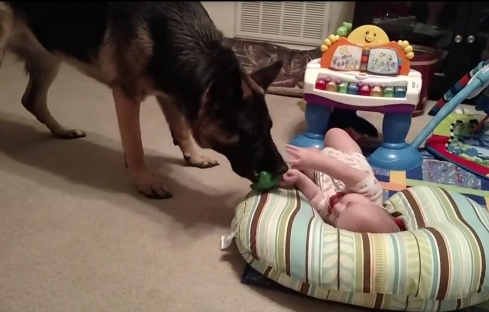 German Shepherd Is Sharing His Toy With A Little Baby!