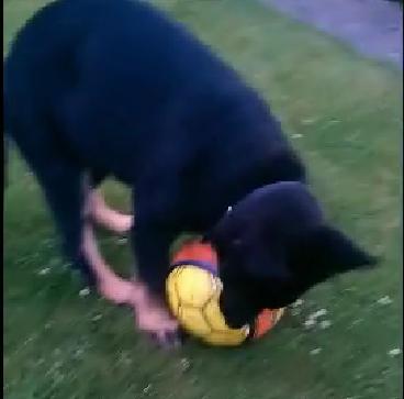 Gorgeous German Shepherd Puppy Will Keep Her Ball No Matter What!