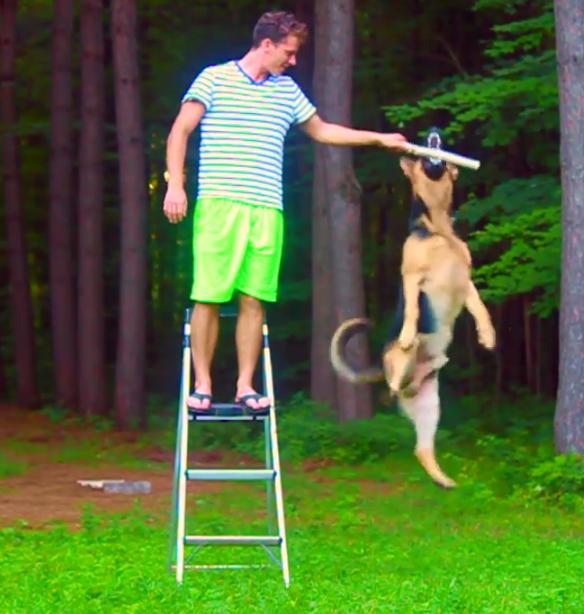 How High Can A German Shepherd JUMP? Watch This Video To Find Out!