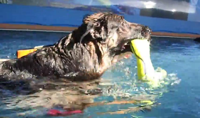 German Shepherd And Labrador Compete For Dog Toy In Pool!