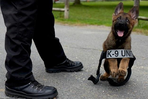 Nine-Weeks-Old German Shepherd Puppy Had His Bullet Proof Vest On And He Was Ready To Solve Crimes!