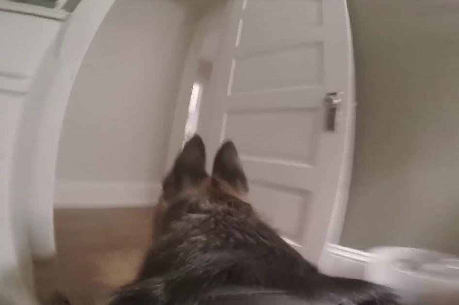 When Left Alone, Dogs Can Act Unexpectedly And This German Shepherd Wearing A GoPro Is Something Different!