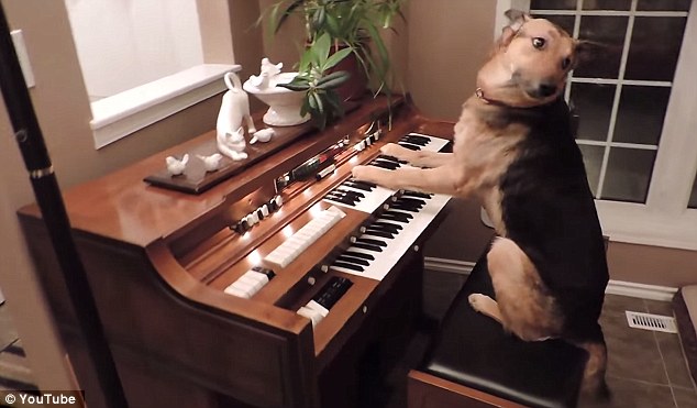 German Shepherd Filmed As Switching On An Electric Keyboard With Her Nose And Sitting Down To Play!