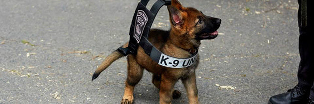 Adorable Police German Shepherd Puppy Becomes Internet Sensation!