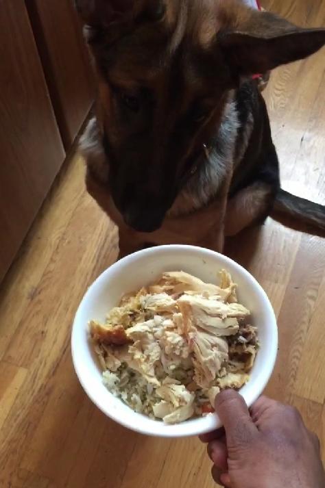 German Shepherd Puppy Shows The World How To Properly Behave When It's Lunch Time!