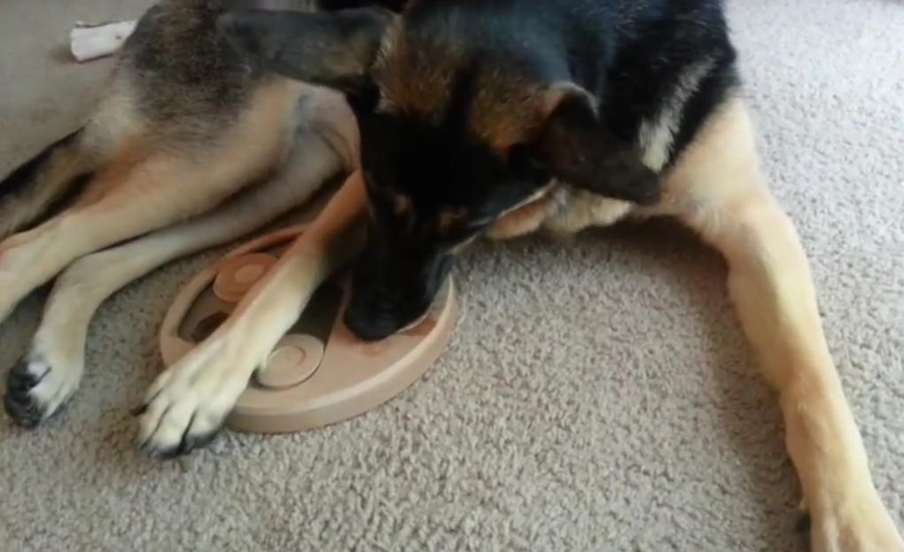 Eva The German Shepherd Is Solving Puzzles!