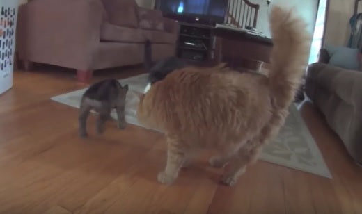 Shy German Shepherd Puppy Meets The Cats For The First Time!