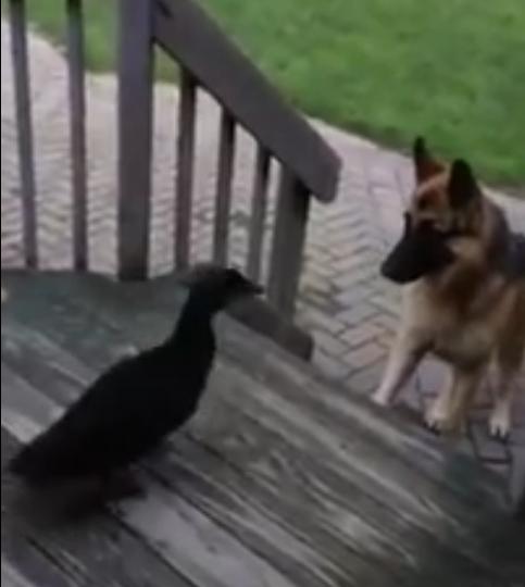 German Shepherd Just Wanted To Get Back On His Porch, But This Duck Had A Different Idea!