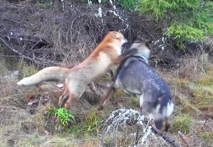 German Shepherd Sees A Baby Fox In The Woods, And His Reaction Is Priceless!