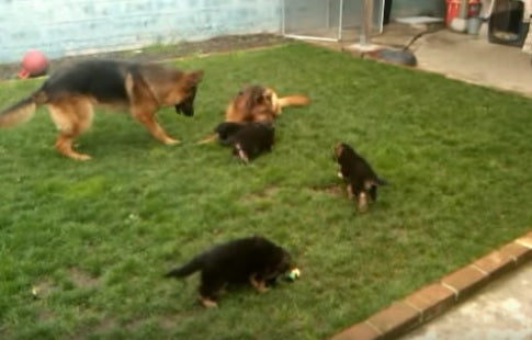 Playful German Shepherd Mom Knows Exactly How To Tire Out Her Puppies!