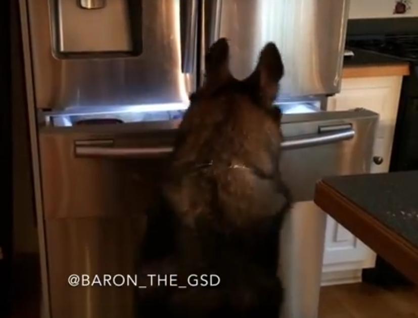 Everyone Would Love To Have Baron The German Shepherd As Their Dog Because Of This Video!