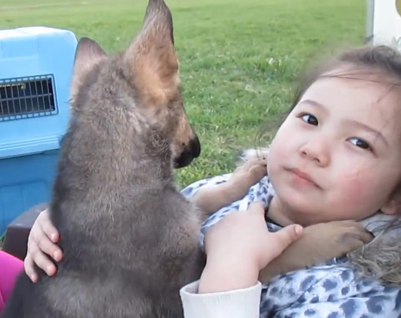 German Shepherd Puppies Are Having Great Time With A Little 6 Year Old Girl!