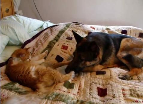 This Reunion Between A German Shepherd And His Cat Friend Is Going Viral!