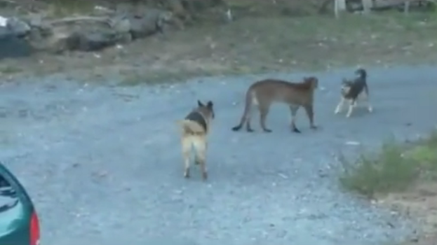 German Shepherd Teams Up With A Husky To Chase Away A Cougar!