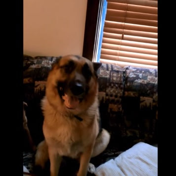 Adorable German Shepherd Has Tricks To Avoid Going In His Kennel!