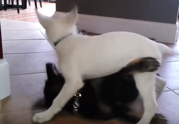 Black And White German Shepherd Puppies Prove Opposites Attract!