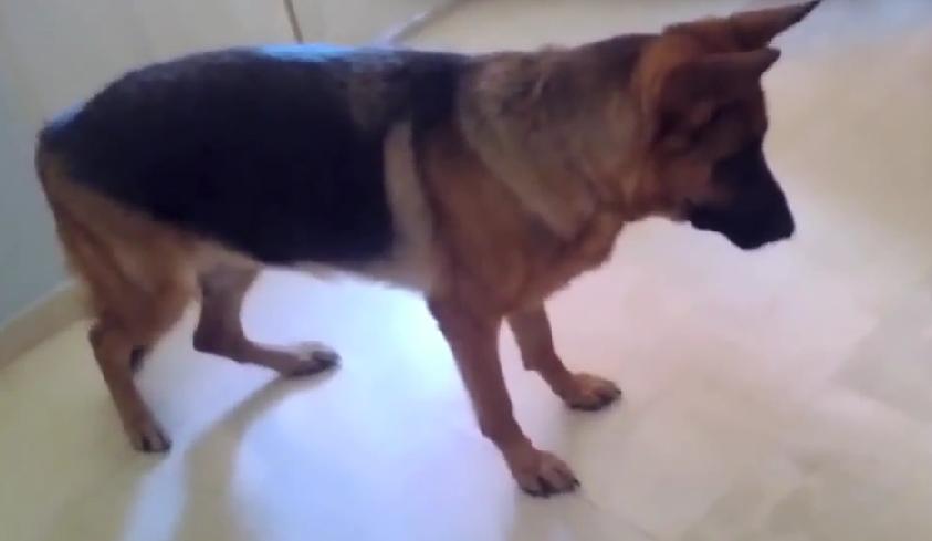 You Would Never Believe What Happens When A German Shepherd Meets A Talking Hamster!
