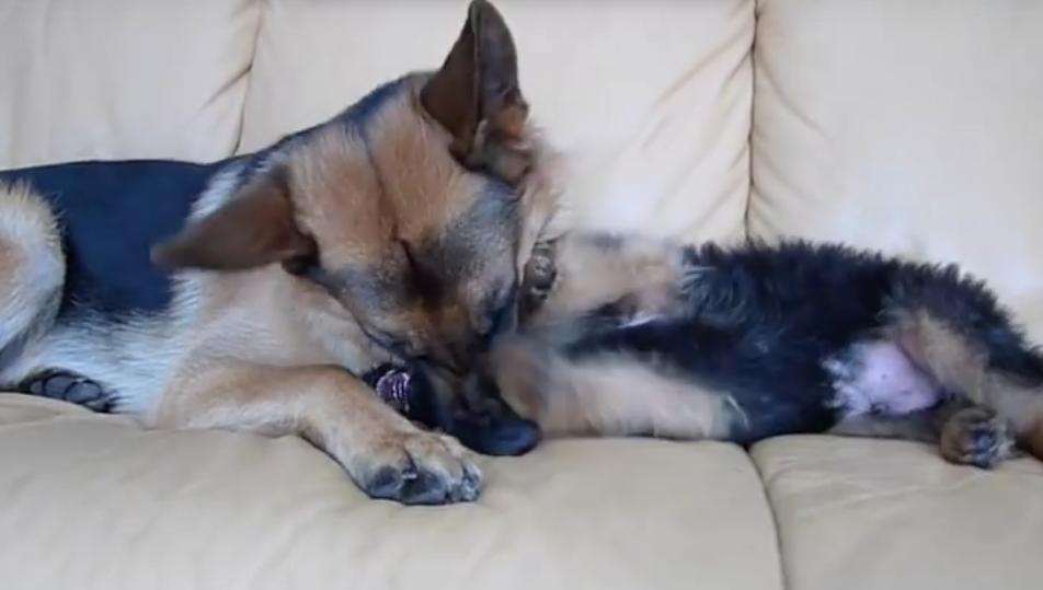 These German Shepherds Are So Adorable Playing On The Couch!