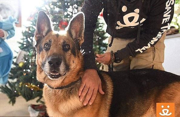 This Loyal German Shepherd Will Be Buried With His Guardian!