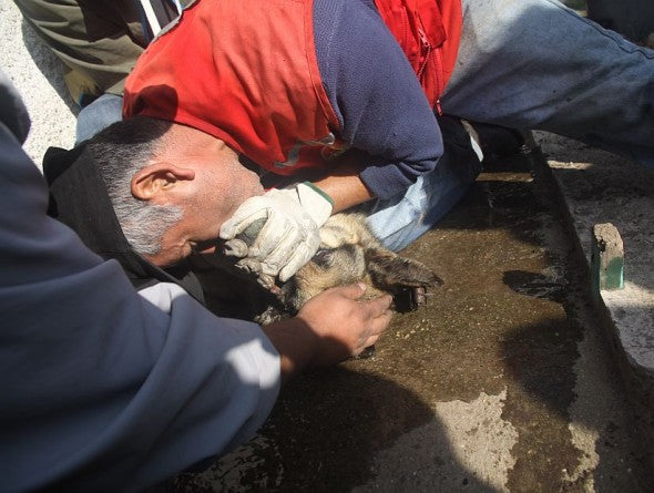 Rescuers Save Two German Shepherds By Performing CPR!