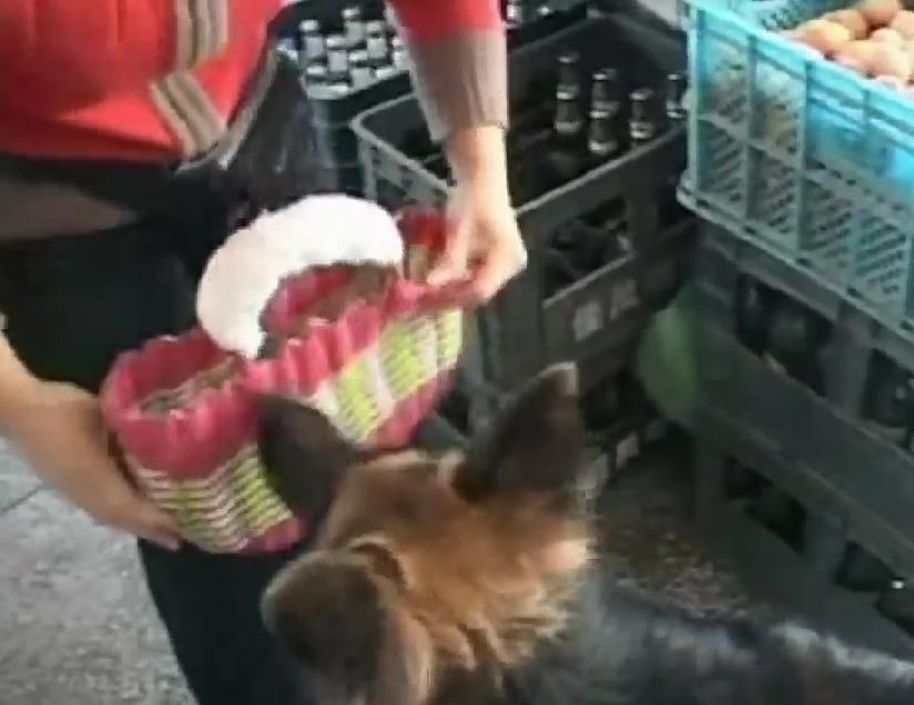 Incredible German Shepherd Is Doing All The Shopping For His Owner!