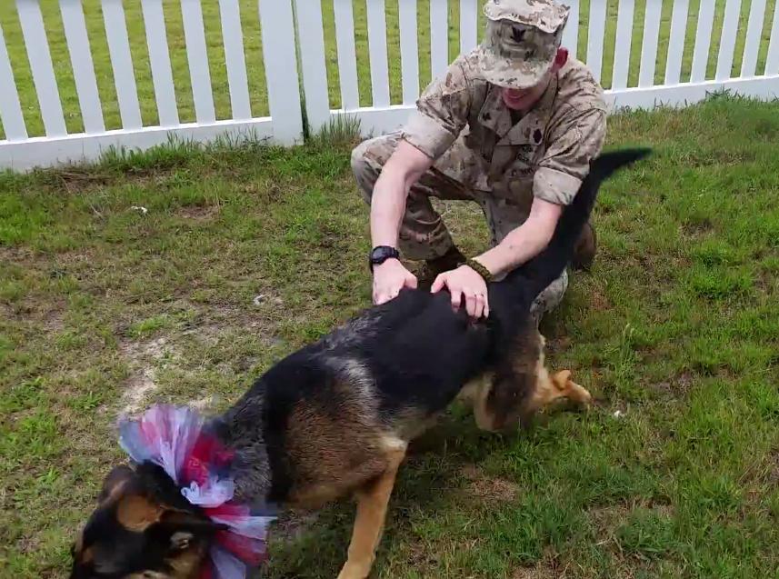 Video: German Shepherd Reunited With Sailor After Seven-Month Deployment!