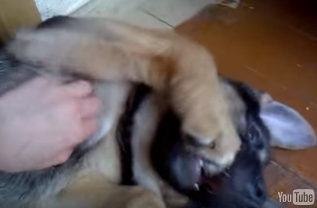 This Tummy Rub Must Feel Good To This German Shepherd Puppy!