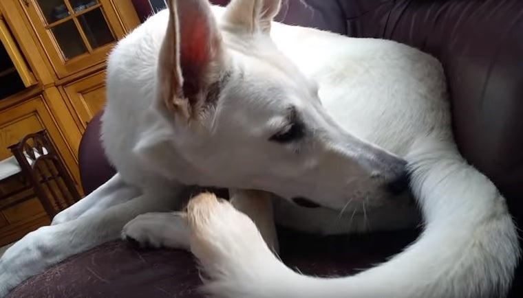 Silly German Shepherd Is Confused By Her Own Farts!