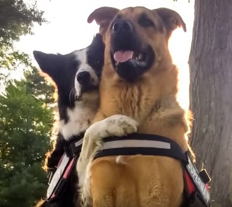 Remember The Adorable Hugging German Shepherd And Border Collie? We Present You The Whole Story Behind Their Amazing Friendship!