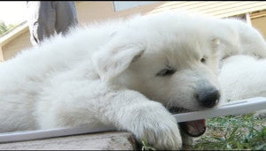 German Shepherd Puppies Playing With The Thermometer!