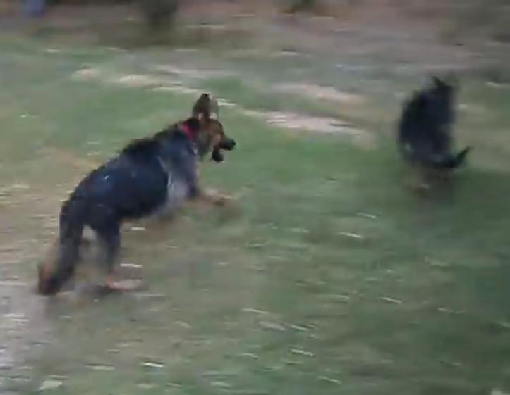 Video: German Shepherd Puppies Having Fun In The Rain!