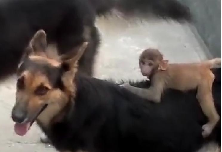 Cuteness Overload! Gorgeous Monkey Rides On German Shepherd's Back (VIDEO)!