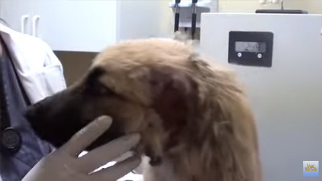 Vet Ranch Saves German Shepherd Puppy With Missing Ear At The Last Minute!