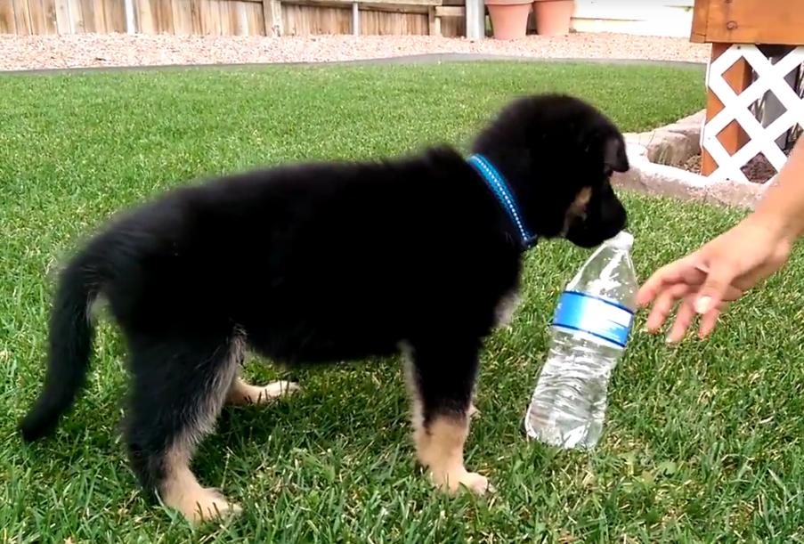 Sweet Little German Shepherd Puppy Loves To Play With Water Bottle!