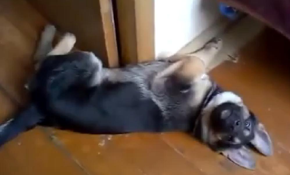 How Cute! This German Shepherd Puppy Simply Can’t Get Enough Of Belly Rubs!