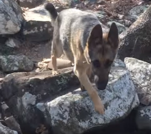 This German Shepherd Is Loving The Walk In The Woods!