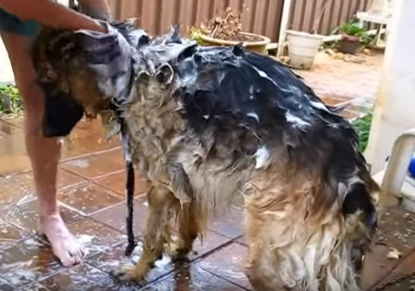 This German Shepherd Is Having A Bath And Brush!