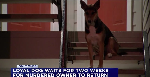 This Shepherd Mix Waited Over Two Weeks At His Front Door For His Deceased Owner To Return