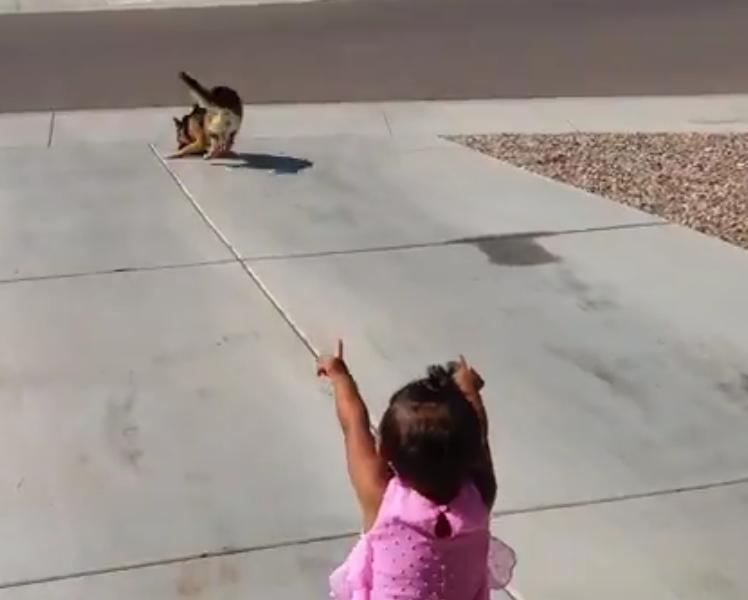 This German Shepherd Is Perfectly Trained To Pick Up The Newspaper For You!