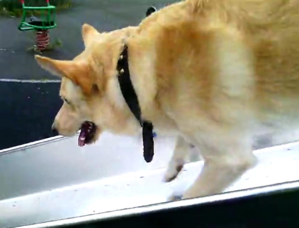 This German Shepherd Loves To Play On The Park Slide!