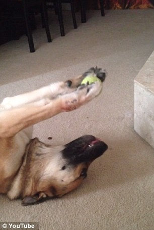 This German Shepherd Performs Skillful Arm Lifts With a Tennis Ball Between Her Paws!