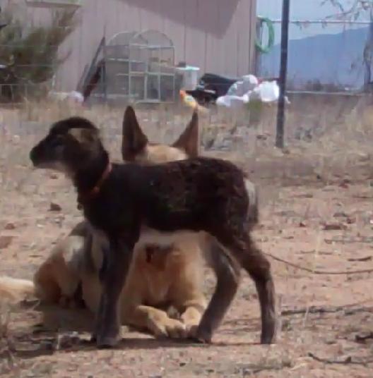 The Safest Lamb in the World! Guarded By A Doberman And A German Shepherd!