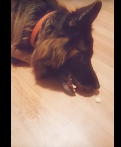 World’s Laziest German Shepherd Can’t Even Bother With This Cracker!