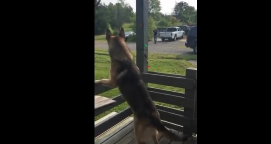 The Reason Why This German Shepherd Is So Excited Will Melt Your Heart!