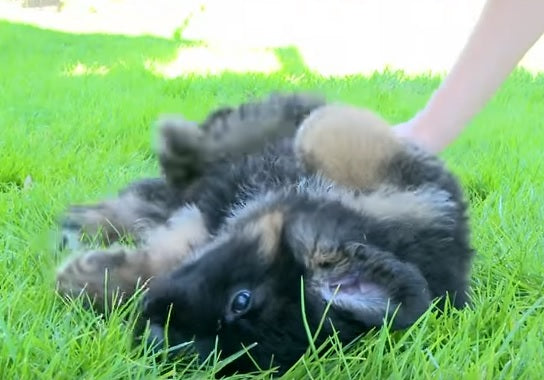 This Playful German Shepherd Is An Example Of How “Cuteness Overload” Looks Like!
