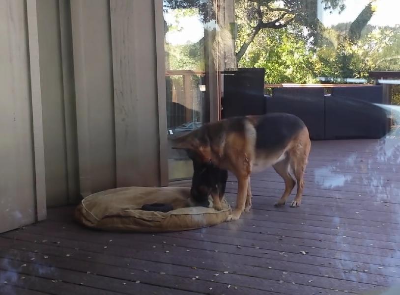 A German Shepherd Puppy Refuses To Sleep, And His Mom Does The Sweetest Thing Ever!