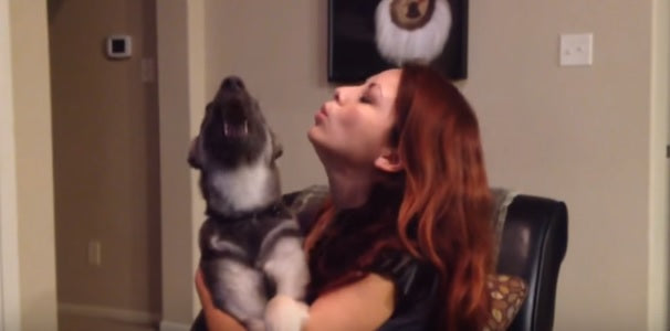 German Shepherd Puppy Adorably Howls As He's Hugged By His Mom!